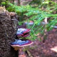 Wild mushrooms along the Bruce Trail |  <i>Élise Arsenault</i>