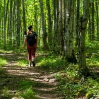 Forest hiking on the Bruce Trail |  <i>Élise Arsenault</i>