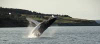 A whale breaches off the east coast of Newfoundland | Newfoundland and Labrador Tourism