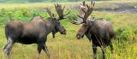 Moose-spotting in Newfoundland