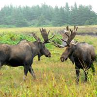 Moose-spotting in Newfoundland