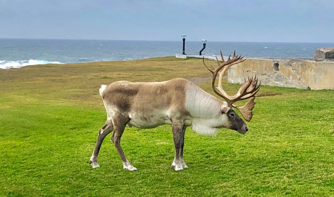 Woodland Caribou, Newfoundland and Labrador