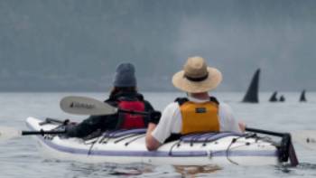 There's no mistaking the distinctive Orca in Johnstone Strait | Jenn Dickie Photography