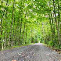 Cycling under the natural arch of trees | Caroline Mongrain