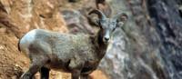 Bighorn sheep in Kootenay NP, BC | Parks Canada