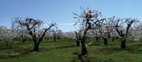 Fruit trees along the Niagara Peninsula | Nathalie Gauthier