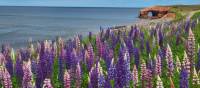 Marvel at colourful displays of lupines, in season, all across the island | Sherry Ott