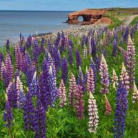 Marvel at colourful displays of lupines, in season, all across the island | Sherry Ott