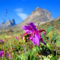 Arctic flora in bloom in Auyuittuq National Park | Parks Canada • Parcs Canada | ©Eric Brown