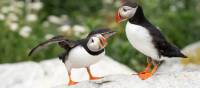 The Bay of Fundy is home to one of the most accessible puffin colonies in the world | New Brunswick Tourism • Tourisme Nouveau-Brunswick