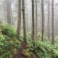 Old and new growth intermingle in BC's magical forests | Patrick Troughton