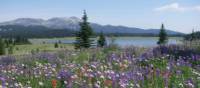 Colourful alpine blooms near Flight Lake, BC