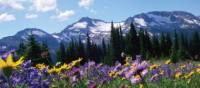 Outstanding alpine scenery of Wells Gray, BC