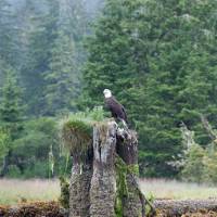 Bald Eagle, West Coast Trail | Kelly Kurtz