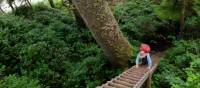 Ladders appear small compared to BC's immense old growth