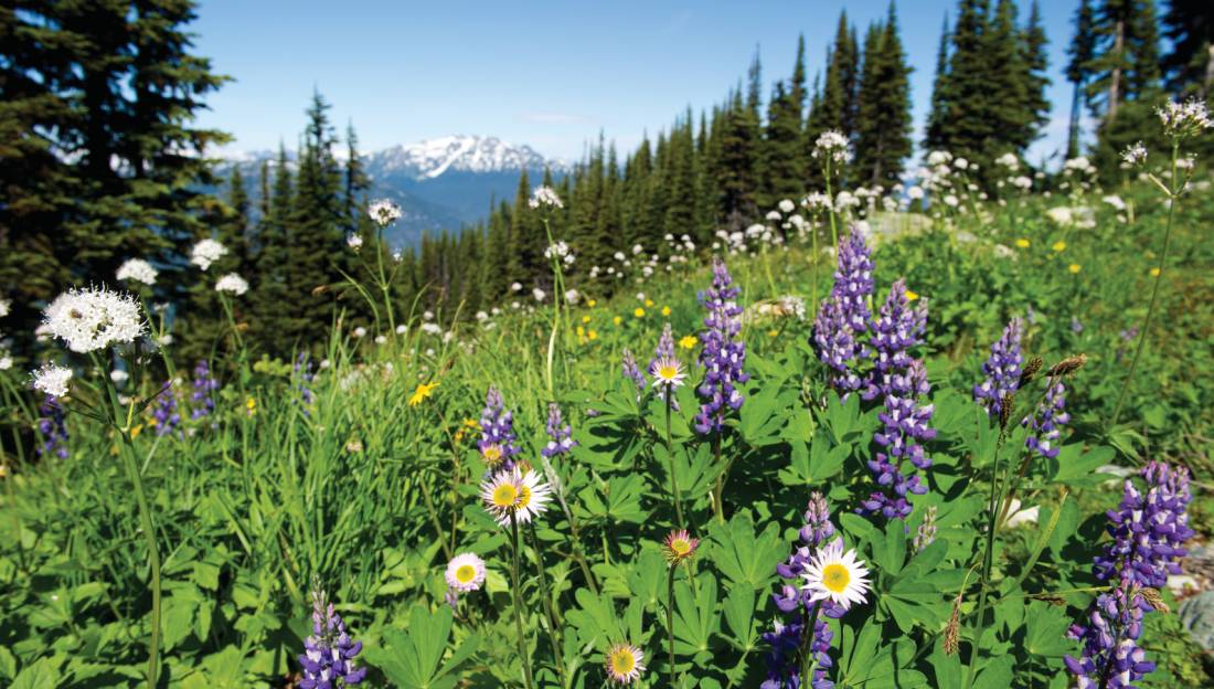 Summer wildflowers in the Coast Mountains, BC |  <i>Tourism Whistler/Mike Crane</i>