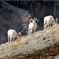 The largest concentrations of Dall's Sheep are found in Kluane and neighbouring Wrangell-St. Elias