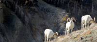 The largest concentrations of Dall's Sheep are found in Kluane and neighbouring Wrangell-St. Elias