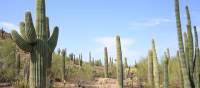 Saguaro and other cacti of Arizona | ©VisittheUSA.com