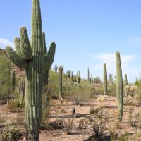 Saguaro and other cacti of Arizona | ©VisittheUSA.com