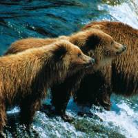 The dramatic Alaskan landscape is home to the Grizzly bear, which stands and waits for salmon to swim upstream and jump right into their mouths. |  <i>Lewis Gonsales</i>