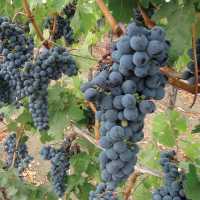 Sonoma County Vines | Keri May