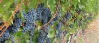 Vineyards of Dry Creek Valley, Sonoma | Keri May