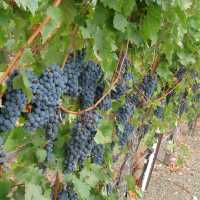 Vineyards of Dry Creek Valley, Sonoma | Keri May