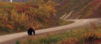 Wild Grizzly walking the local roads | Jake Hutchins