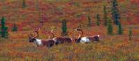 Native Caribou enjoying the sunshine | Jake Hutchins