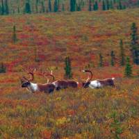 Native Caribou enjoying the sunshine | Jake Hutchins