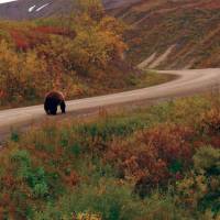 Wild Grizzly walking the local roads | Jake Hutchins