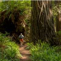 Hiking among the coastal redwoods