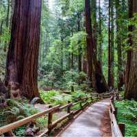Muir Woods National Monument: home to coastal redwoods over 1,000 years old
