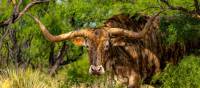 The famous Texas Longhorn | Jamie Hudson