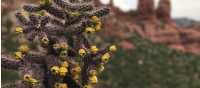 Spiny Cholla, Sedona | Cimarron Anderson