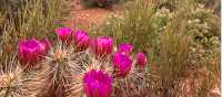 Springtime cactus blooms in the Grand Canyon | Jen Skubicki