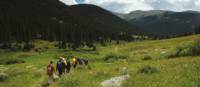 Beautiful views of the green scenery in Yellowstone National Park | Sue Badyari