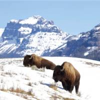Yellowstone is home to large numbers of Bison