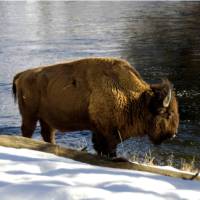 A Bison enjoys a drink by the river in Yellowstone National Park