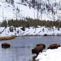 Herd of Bison spotted along the river in Yellowstone National Park