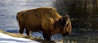A Bison enjoys a drink by the river in Yellowstone National Park