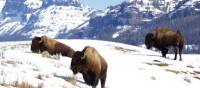 Yellowstone is home to large numbers of Bison