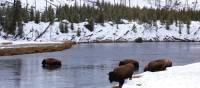 Herd of Bison spotted along the river in Yellowstone National Park
