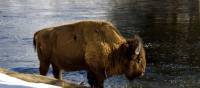 A Bison enjoys a drink by the river in Yellowstone National Park