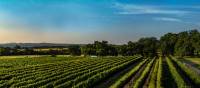 Cycle through the Texas wine country near Fredericksburg