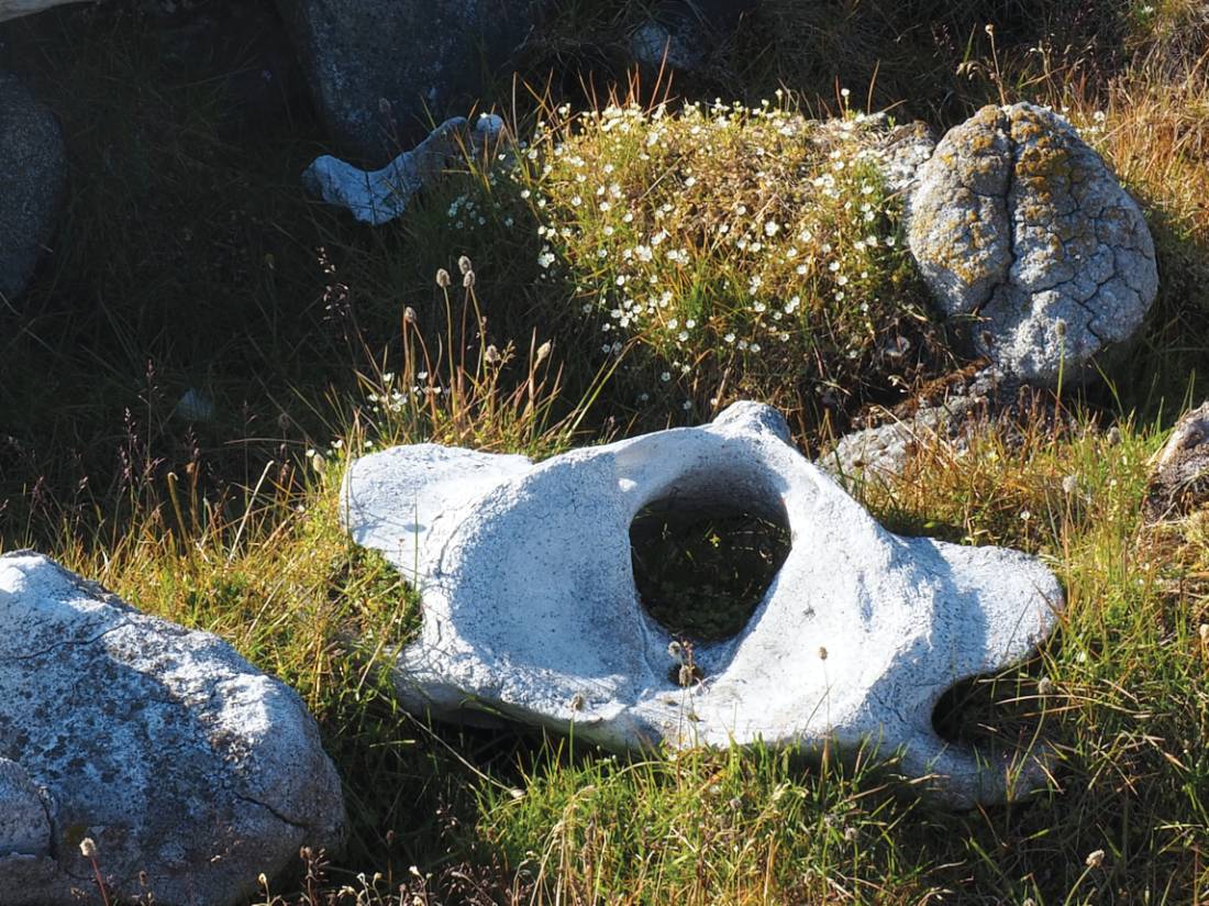 Vertebrae of a Bowhead whale |  <i>Rachel Imber</i>